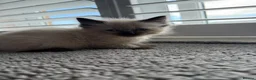 Ragdoll cats for sale: Beautiful ragdoll kittens Parents DNA tested & -ve - Advert 31