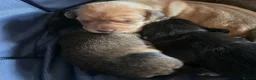 Chiweenie dogs for sale: Chiweenies  in Dagenham - Advert 8