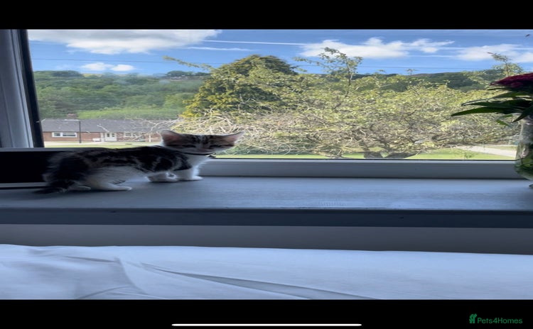 Domestic Shorthair cats - Advert 7