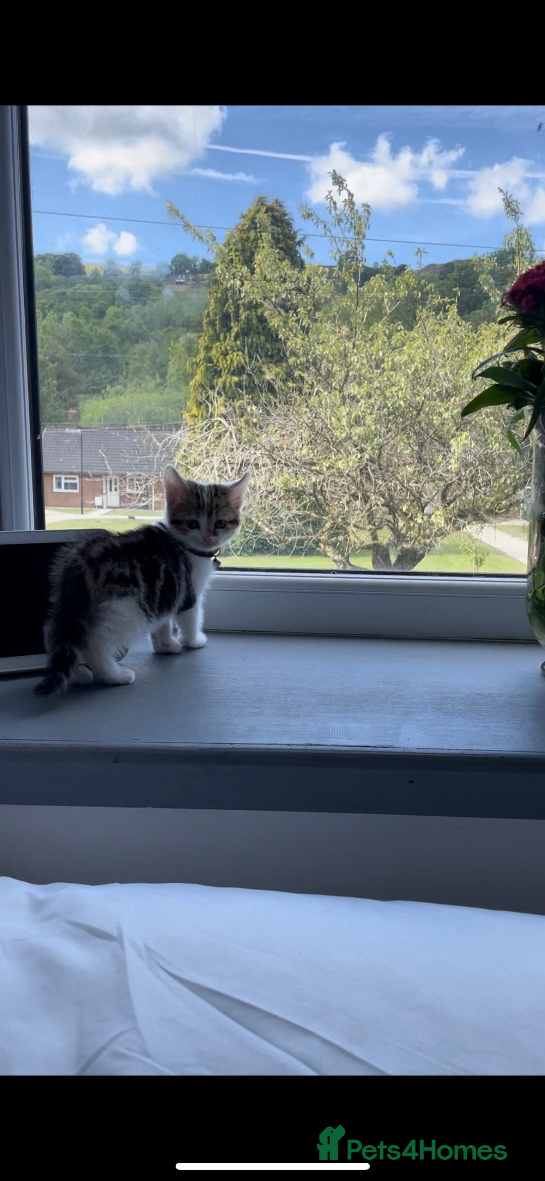 Domestic Shorthair cats for sale: 15 week old female kitten - Image 1