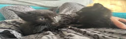 Mixed Breed cats for sale: Four female kittens available. 6 weeks old.  - Advert 3