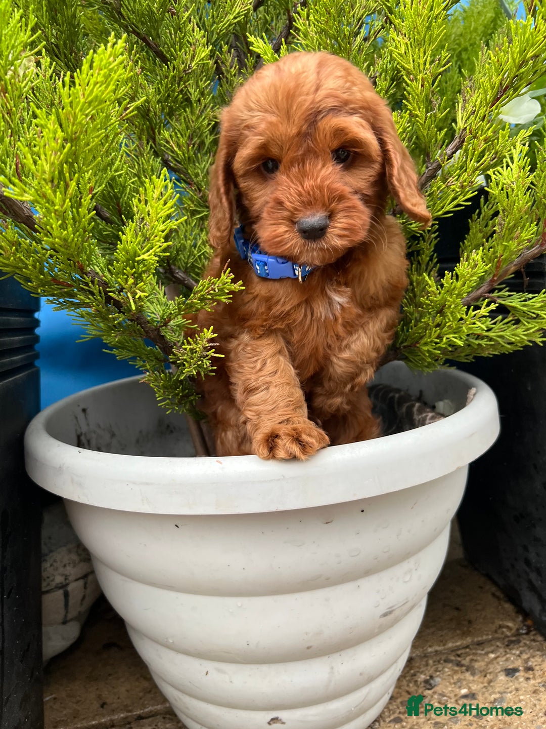Cockapoo dogs for sale: LAST GIRL!!!!! F1 Cockapoo Puppies!!! - Advert 25