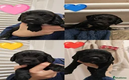 Sprocker dogs for sale: Sprockers puppies available - Image 8