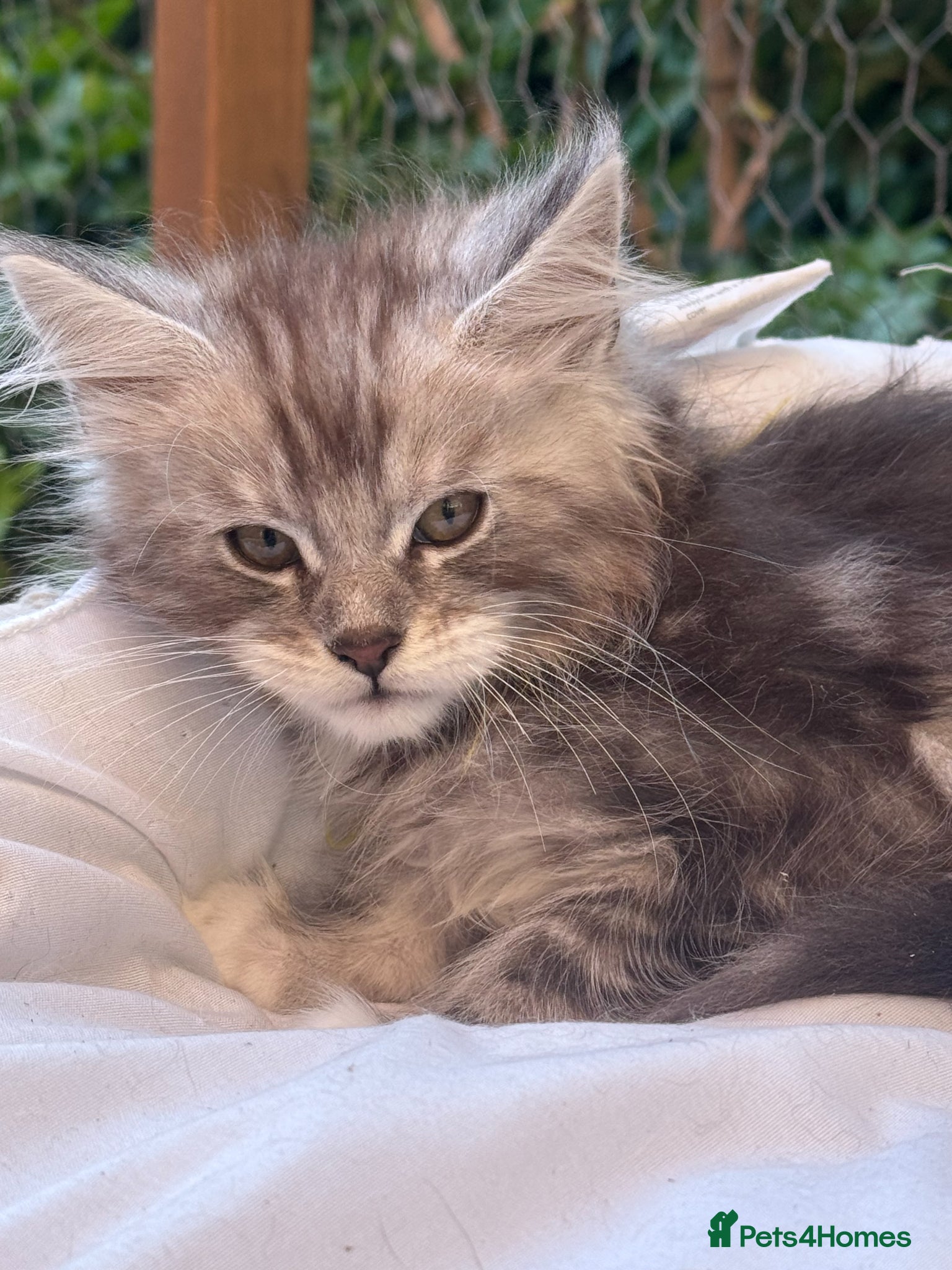 Maine Coon cats for sale: GCCF Registered Maine Coon Shaded Line Kittens - Advert 5