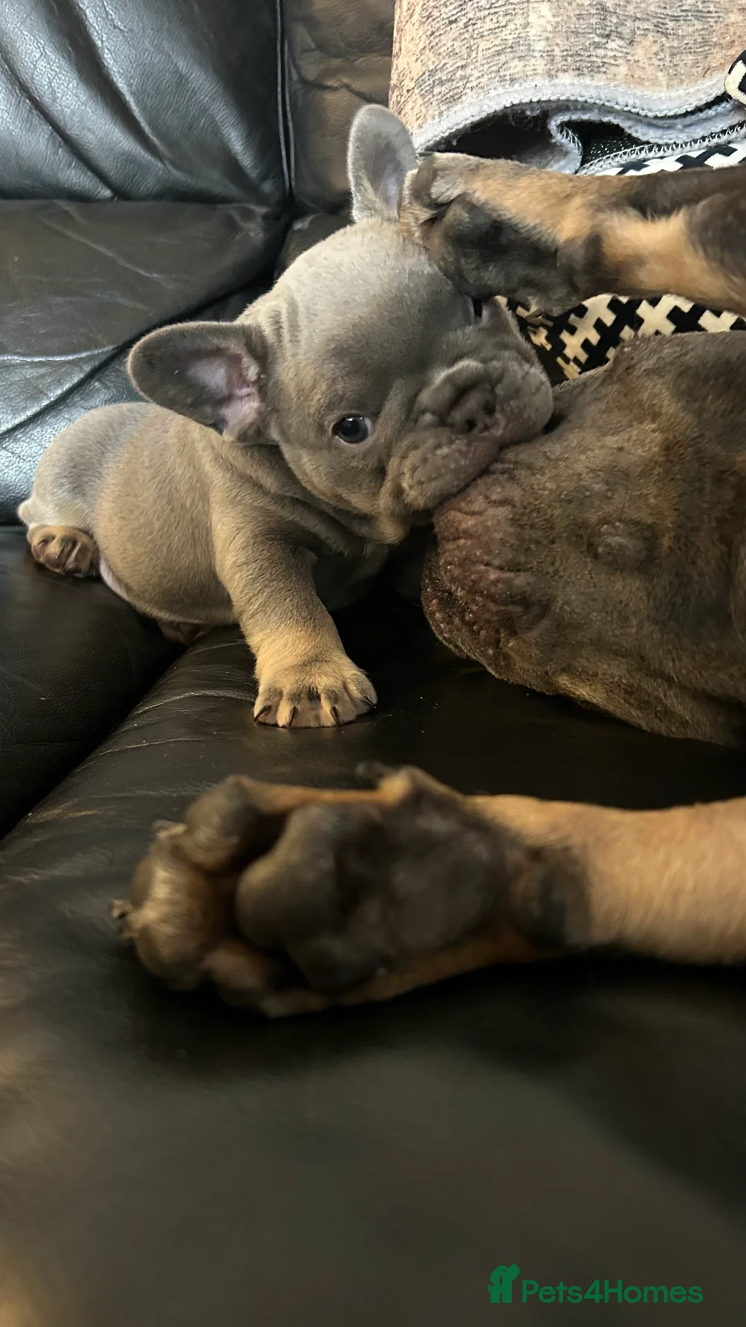 French Bulldog dogs for sale: Playful snuggly Puppies  - Advert 15
