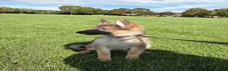 German Shepherd dogs for sale: RARE Isabella + Blue Alsatian  - Advert 3
