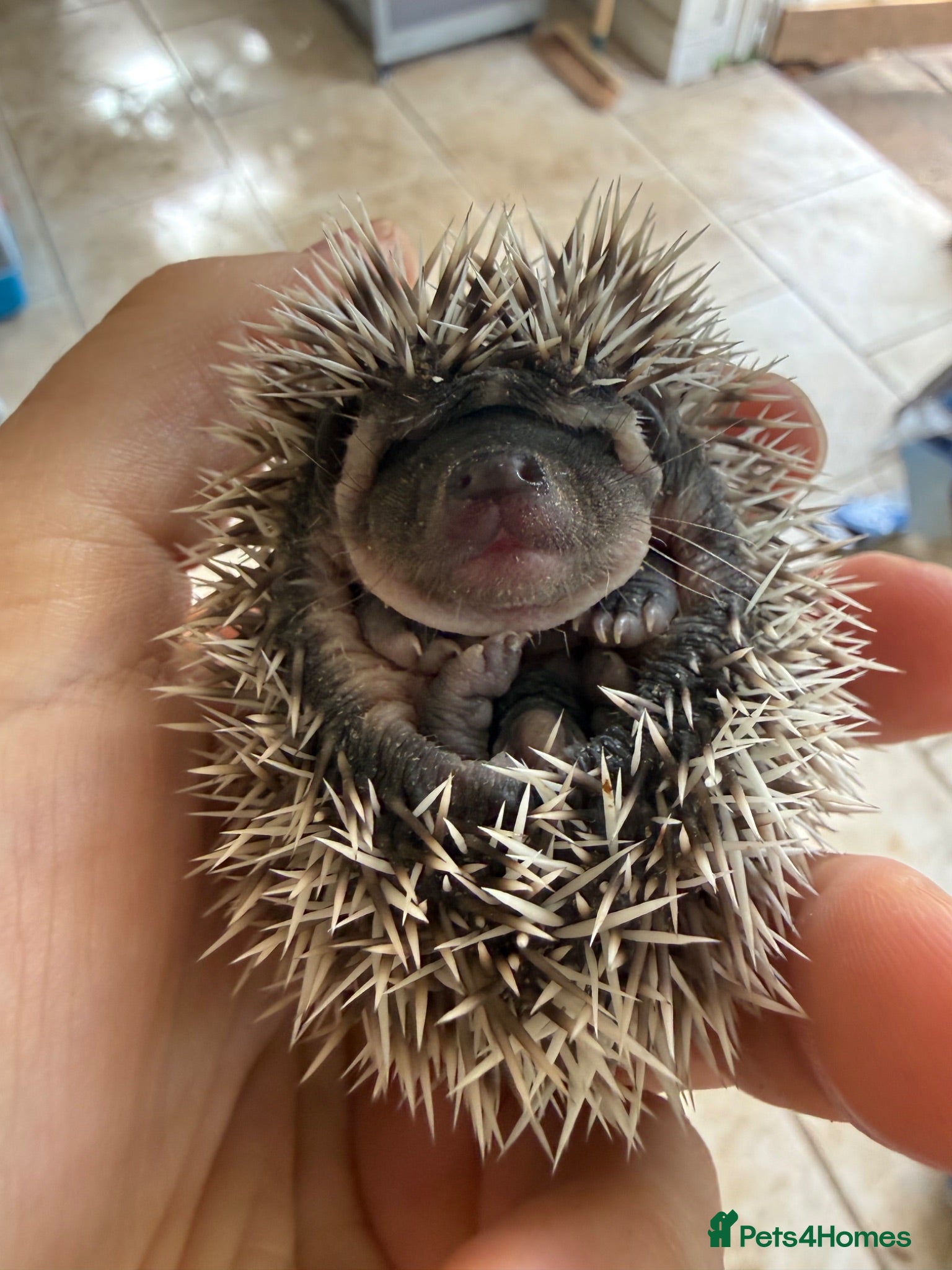 Pygmy Hedgehog rodents African Pygmy hedgehog  - Advert 10