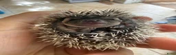 Pygmy Hedgehog rodents for sale: *last few left* African Pygmy hedgehog  - Advert 3