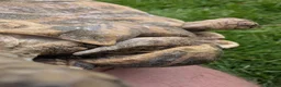 Tortoise reptiles for sale: 1x CB15 M and 1x CB19 F Indian Star Tortoise in Lincoln - Advert 10