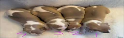 Whippet dogs for sale: Stunning whippet Bitch puppy  - Advert 8