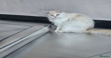 Maine Coon cats - Advert 7
