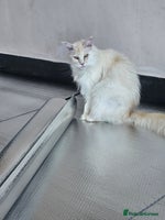 Maine Coon cats - Advert 15