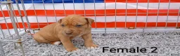 American Bull Staffy dogs for sale: American bull - Advert 26
