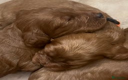 Cockapoo dogs for sale: FOX RED COCKAPOOS ⭐️⭐️ - Image 25