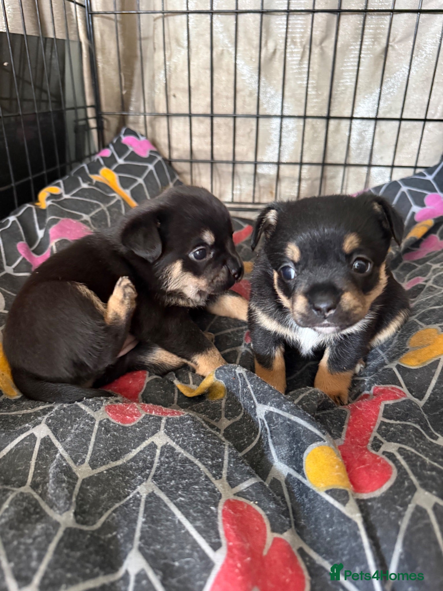 Mixed Breed dogs Stunning French Pomeranian puppies  - Advert 4