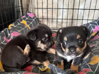 Mixed Breed dogs Stunning French Pomeranian puppies - Advert 4