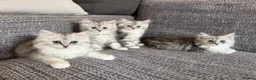 Mixed Breed cats for sale: Stunning Long Haired Chinchilla Ragdoll X Persian - Advert 4