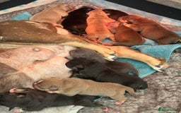 American Bully dogs for sale: American Pocket Bully Puppies - Image 6