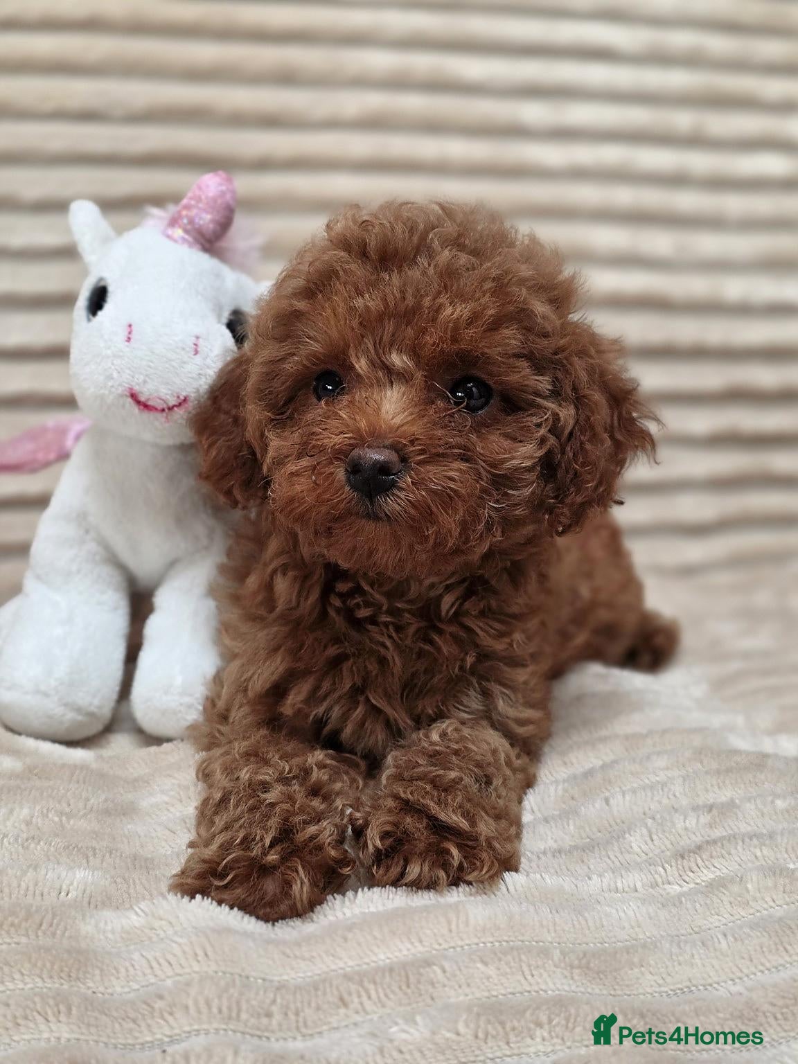 Toy Poodle dogs for sale:  Red Toy Poodle Puppies – Asian Teddy Bear Type - Advert 20