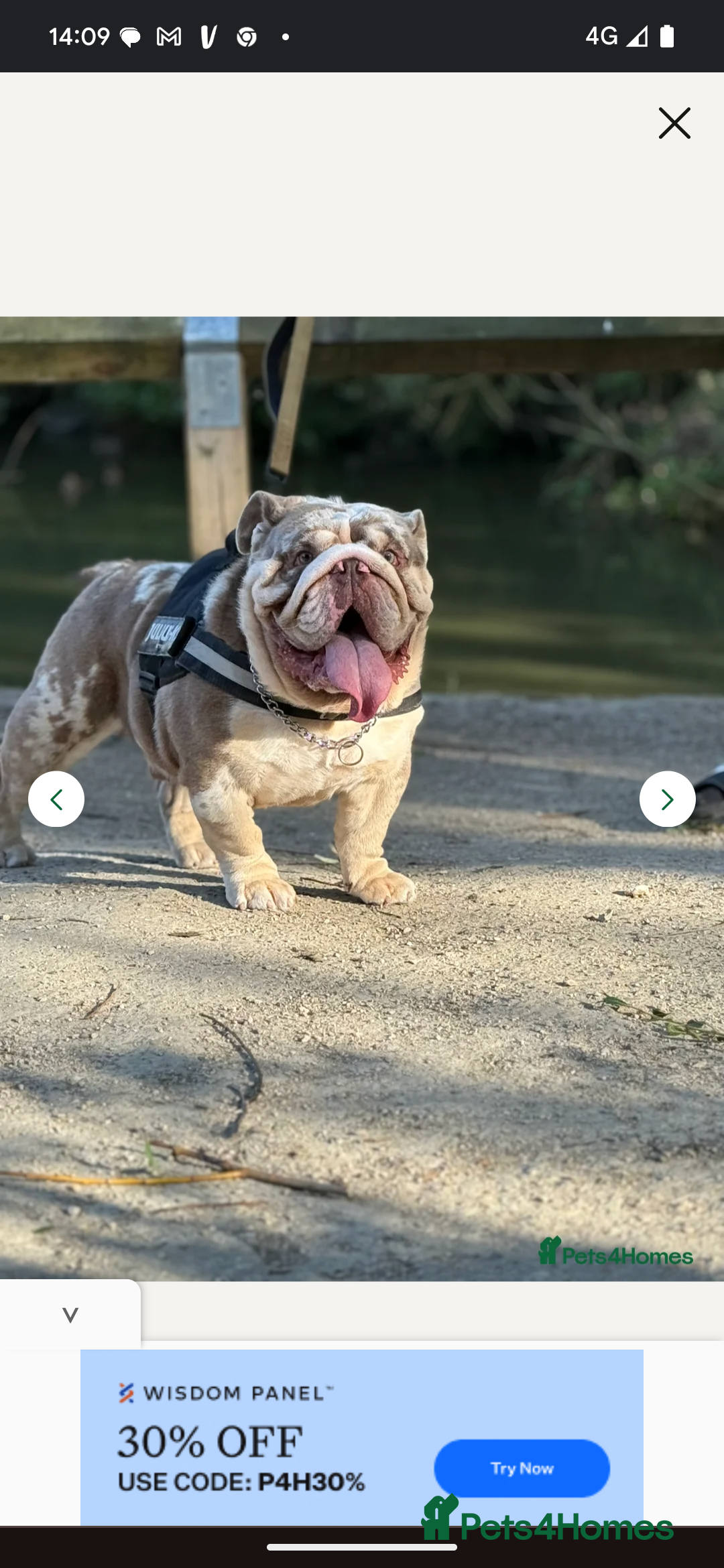 English Bulldog dogs for sale: Male English bulldog  - Advert 2