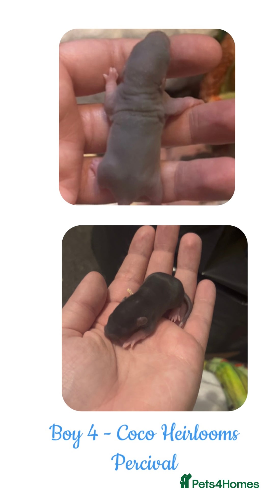 Rat rodents for sale: Beautiful Baby Rats  - Advert 11