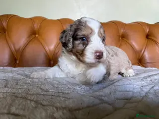 Bordoodle dogs Bordoodle, extensive tests ,full refund guarantee - Advert 3
