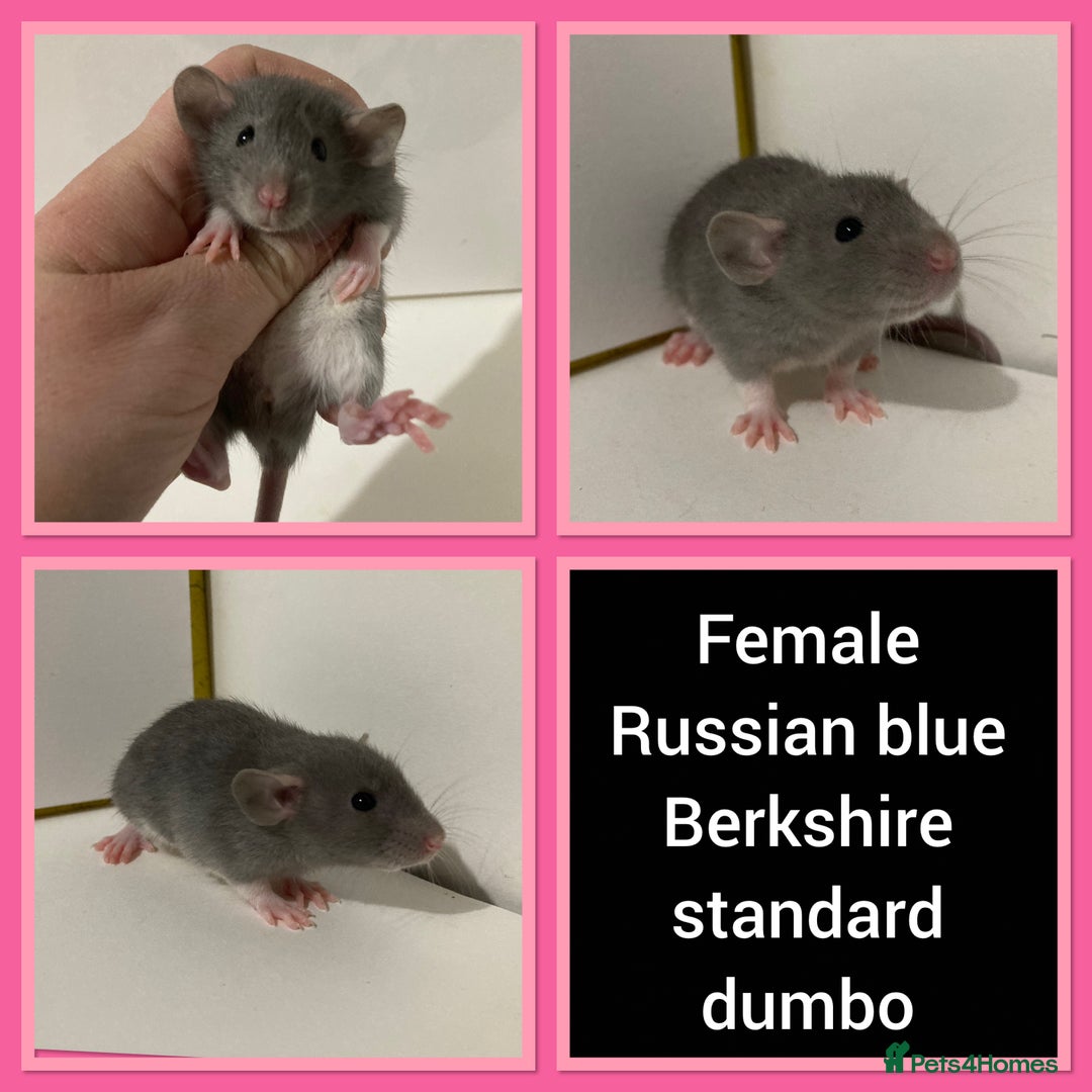 Rat rodents for sale: Adorable Dumbo Baby Rats ❤️ - Image 15