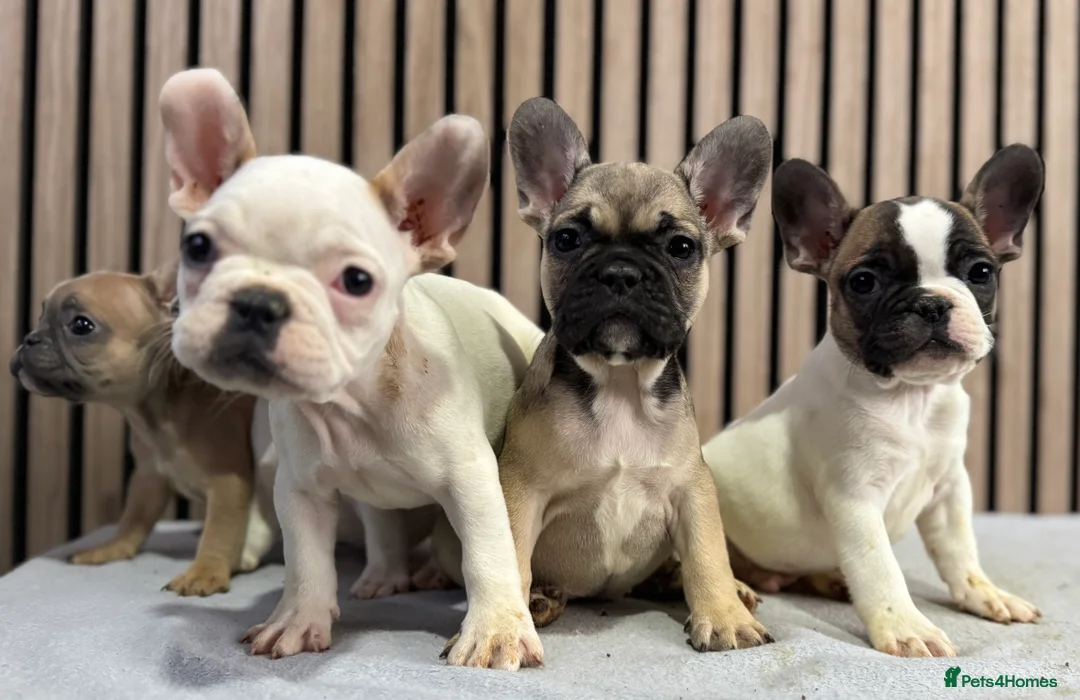 French Bulldog dogs for sale: KC REGISTERED FRENCH BULLDOG 🐶 - Advert 26