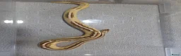 Python Snake reptiles for sale: Royal Python collection in Blackburn - Advert 9