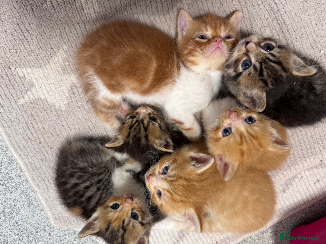 Persian cats for sale:  6 Persian kittens  - Image 1