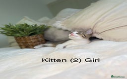Mixed Breed cats for sale: 5 beautiful kittens 8 weeks old ready now  - Image 23