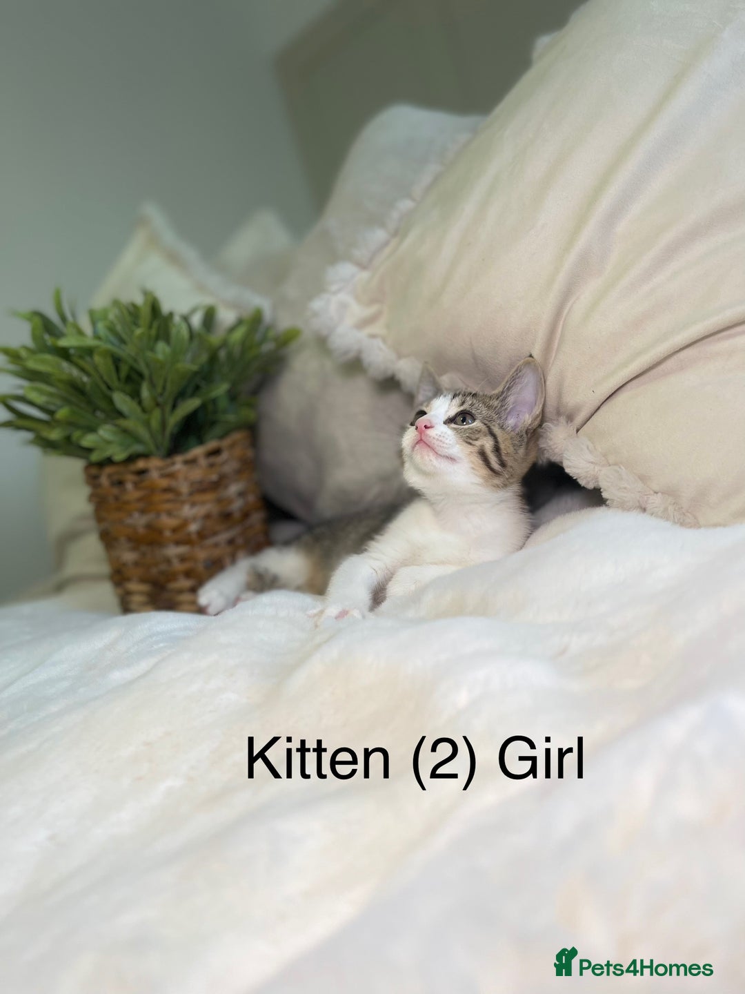 Mixed Breed cats for sale: 5 beautiful kittens 8 weeks old ready now  - Image 23
