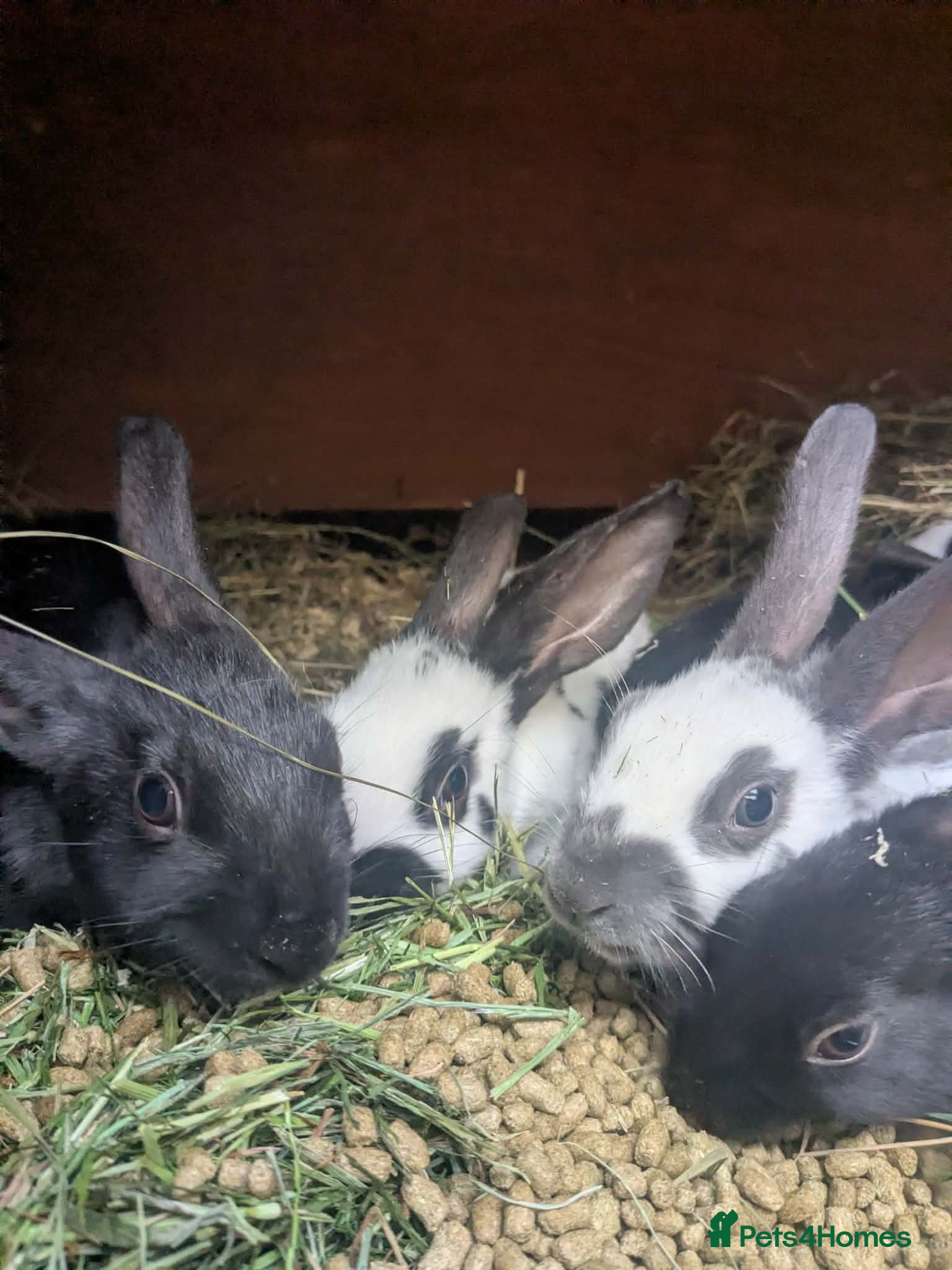 English rabbits Hand reared baby English rabbits - ready soon! - Advert 1