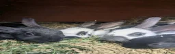 English rabbits for sale: Hand reared baby English rabbits - ready soon! - Advert 2