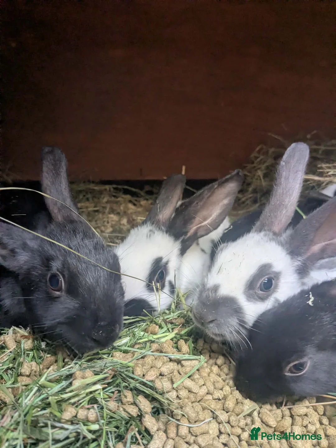 English rabbits for sale: Hand reared baby English rabbits - ready soon! - Advert 2