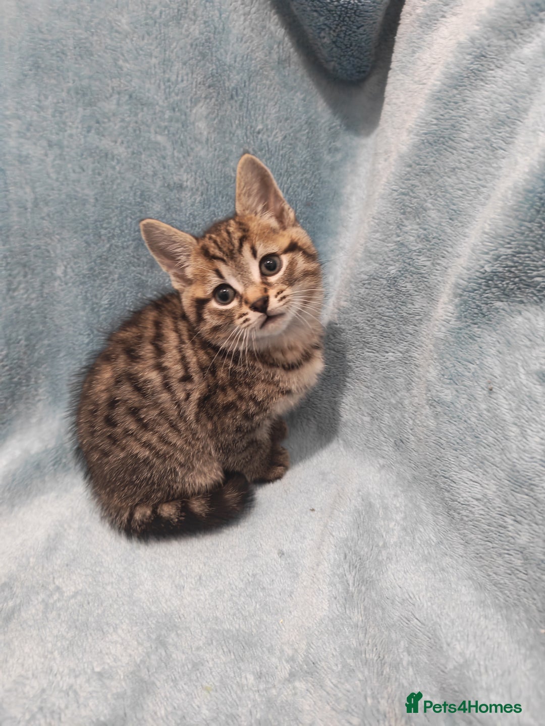 Mixed Breed cats for sale: Beautiful kittens VIDEOS - Advert 29