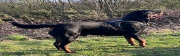 Rottweiler dogs for stud: •PROVEN •Very experienced stunning Rottweiler Stud in Doncaster - Advert 22