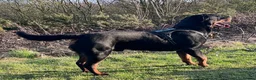 Rottweiler dogs for stud: •PROVEN •Very experienced stunning Rottweiler Stud in Doncaster - Advert 22