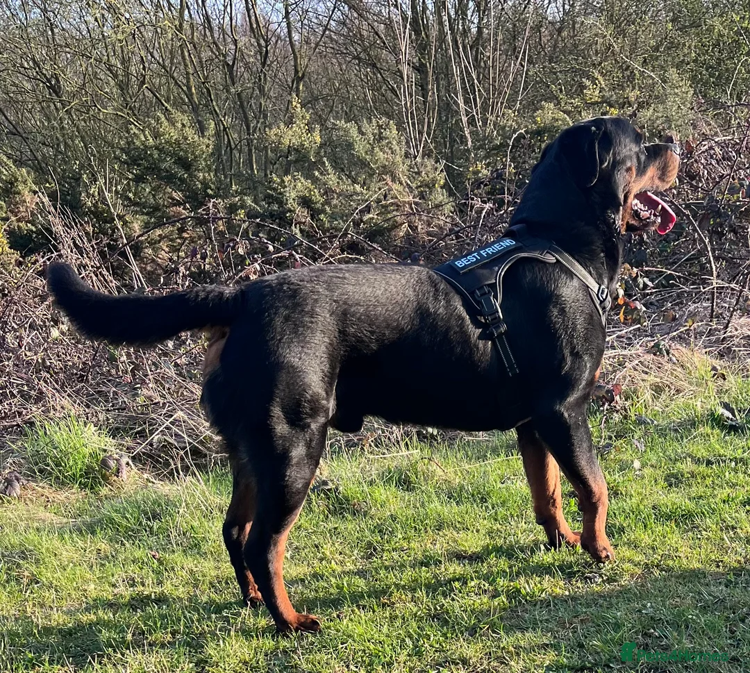 Rottweiler dogs for stud: •PROVEN •Very experienced stunning Rottweiler Stud in Doncaster - Advert 22