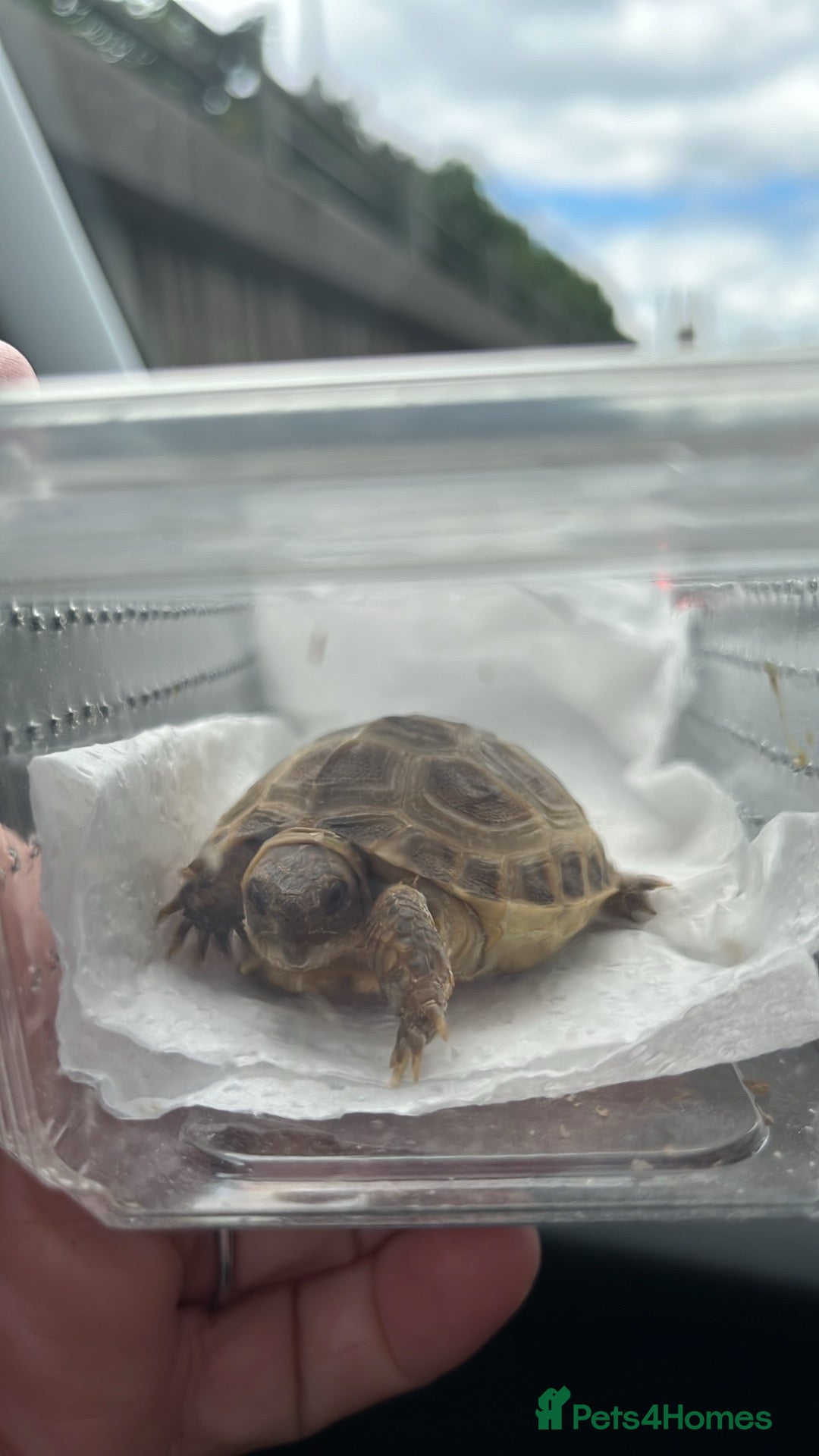 Tortoise reptiles Horsfield tortoise  - Advert 1