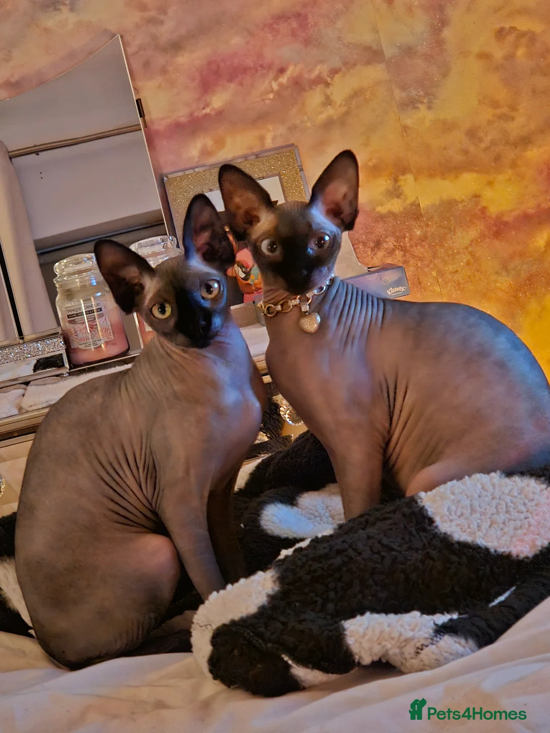 Sphynx cats for sale: Minnie moo - Advert 5
