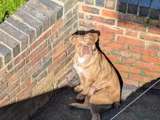 Old Tyme Bulldog dogs Angel old tyme bulldog - Advert 15
