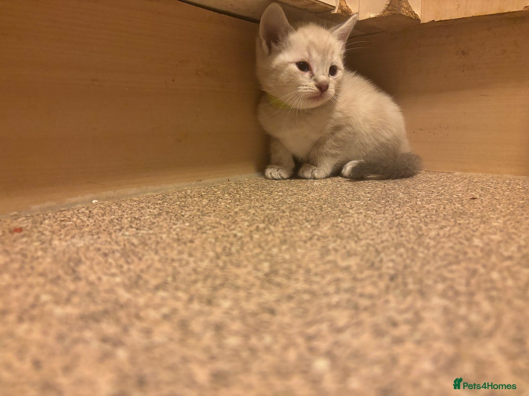 Bengal cats for sale: ‼️Ready to leave in 3 weeks‼️ - Image 4