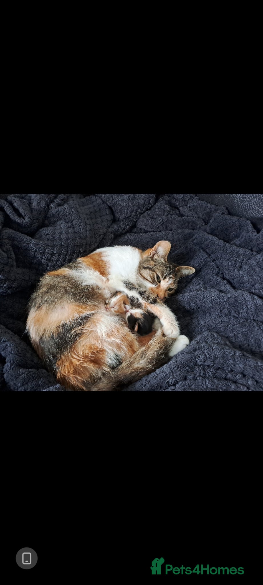 Mixed Breed cats 2 kittens available 1 boy 1 girl - Advert 2