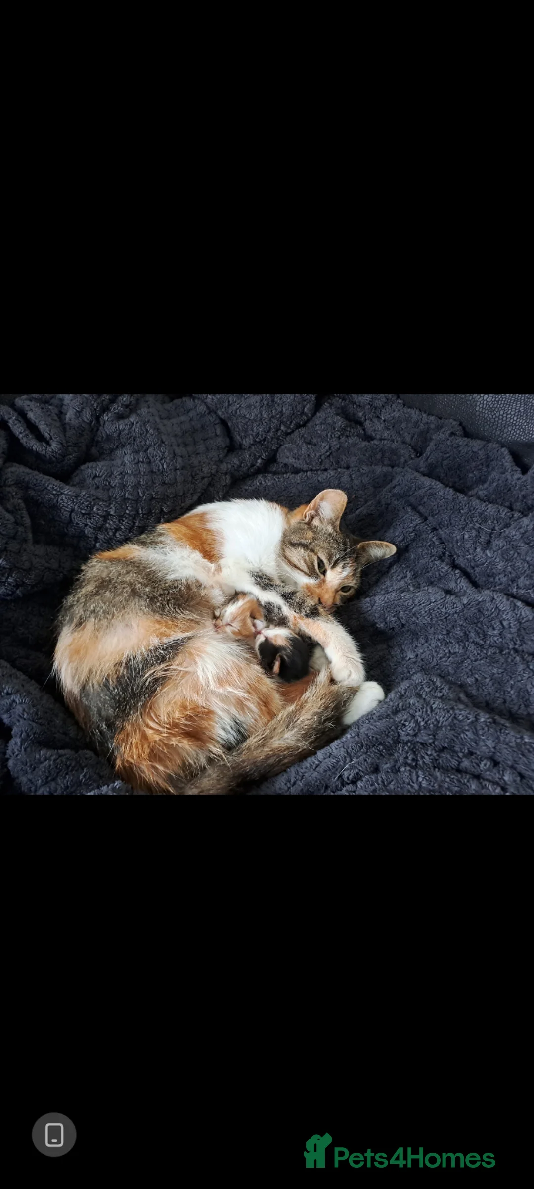 Mixed Breed cats for sale: 2 kittens available 1 boy 1 girl - Advert 1