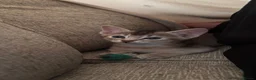 Abyssinian cats for sale: GCCF-registered usual silver Abyssinian kitten - Advert 12