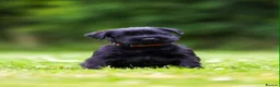 Giant Schnauzer dogs for sale: TRUE QUALITY GIANT SCHNAUZER PUPPIES - Advert 15