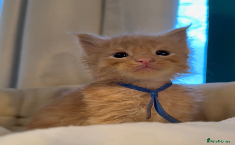 Maine Coon cats - Advert 5