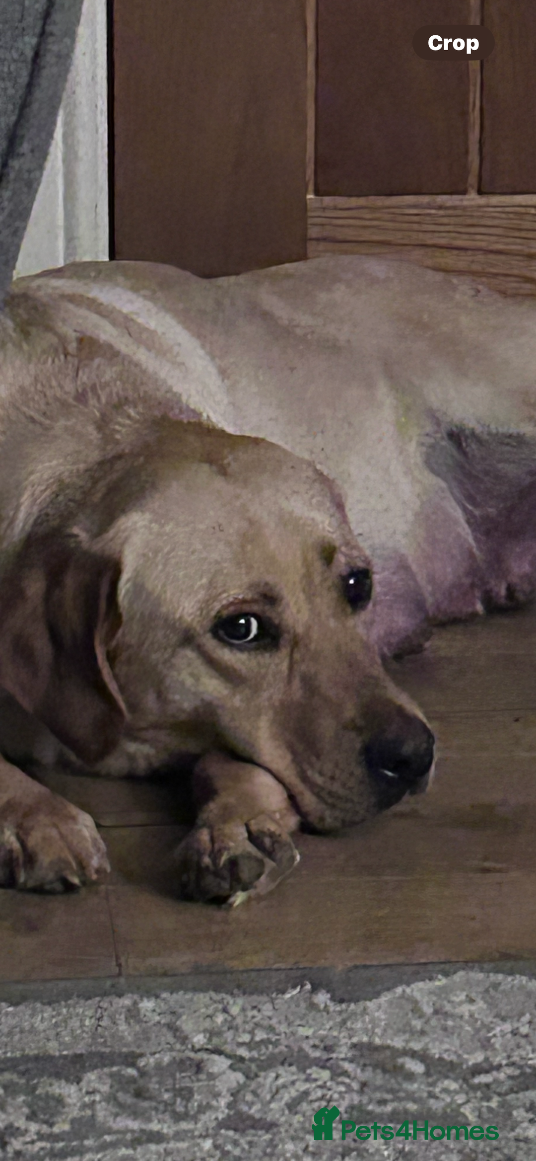 Labrador Retriever dogs for sale: Kc fox red Labradors - Image 6