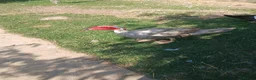 Ducks poultry for sale: 2 Muscovy Drakes - Advert 2